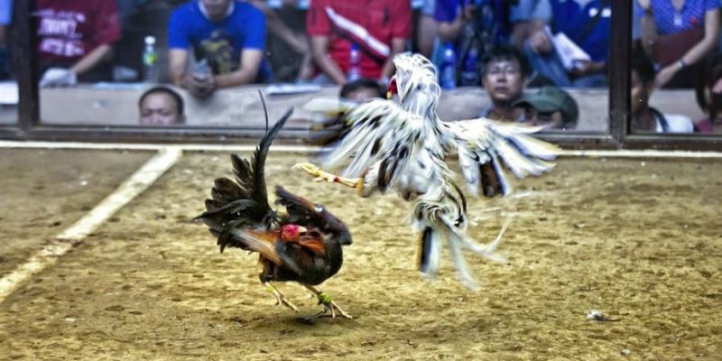 123win91 qq88 bắn cá